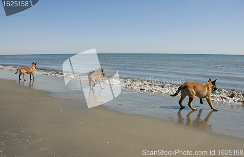 Image of three young malinois on the beach