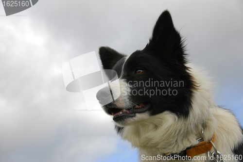 Image of border collie