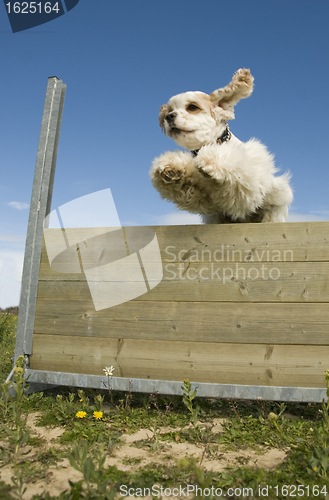 Image of jumping cocker