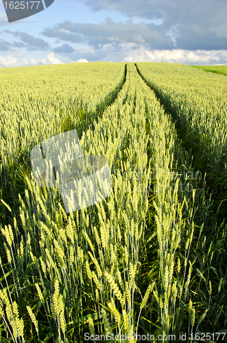 Image of background agricultural field wheat car wheel mark 