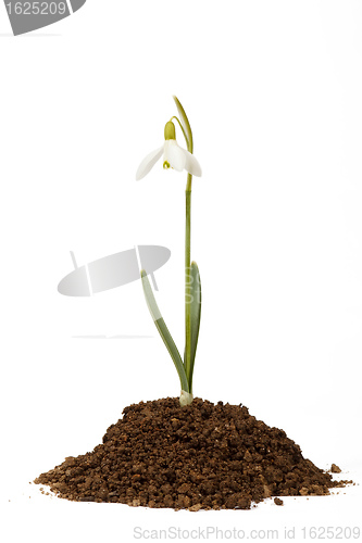 Image of snowdrop first messenger of spring in the soil