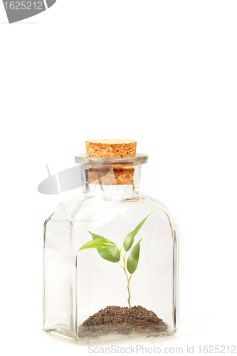 Image of small green plantation in transparent glass bottle
