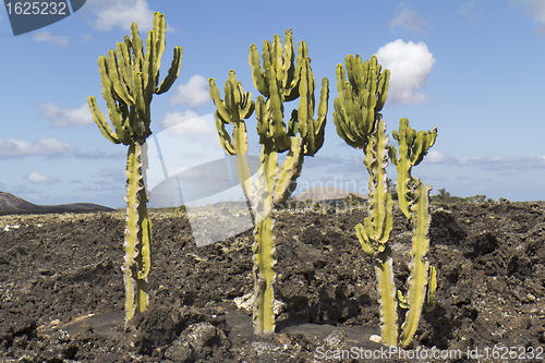 Image of Three cactus