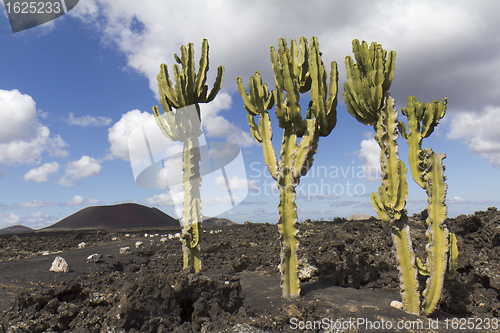 Image of Three cactus in a volcanic area