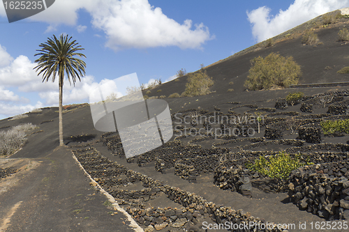 Image of Typical landscape of La Geria