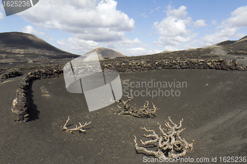 Image of Vineyard at Lanzarote