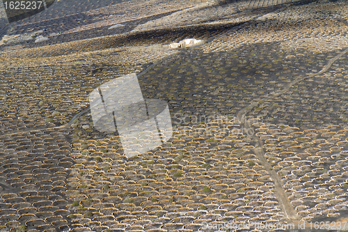 Image of Zocos at Lanzarote