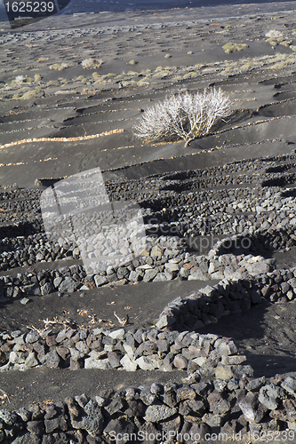 Image of White tree on a gray ground