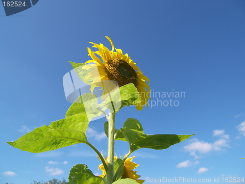 Image of the sunflower and the sky