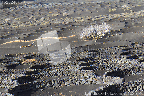 Image of White tree on a gray ground