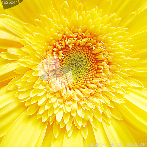 Image of Yellow Gerber Flower