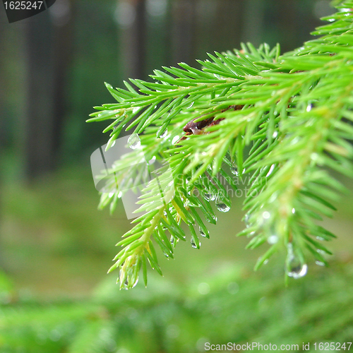 Image of Raindrops