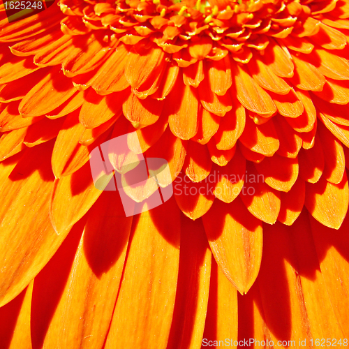 Image of Orange gerber flower background