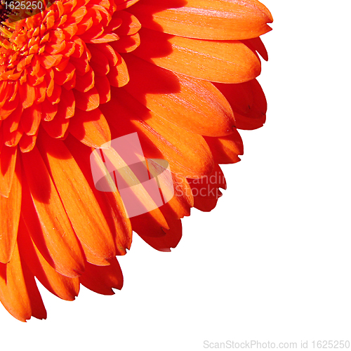 Image of Orange gerbera flower isolated on white background 