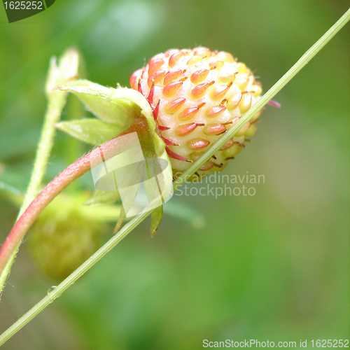 Image of Unripe wild strawberry