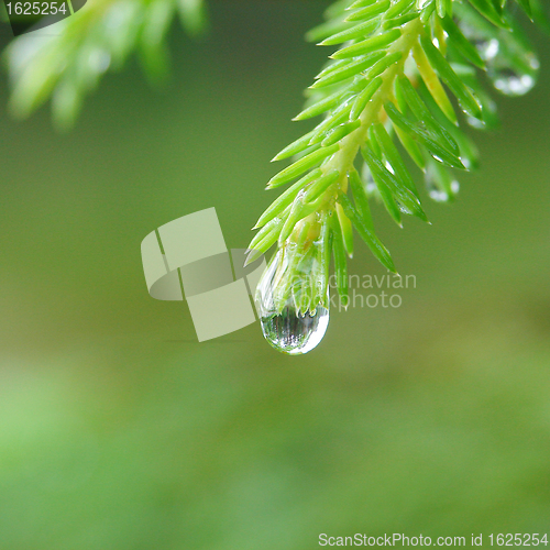 Image of Reflection of forest in raindrop