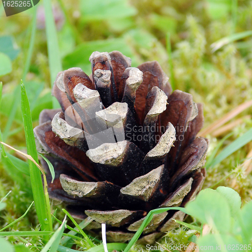 Image of Fir cone