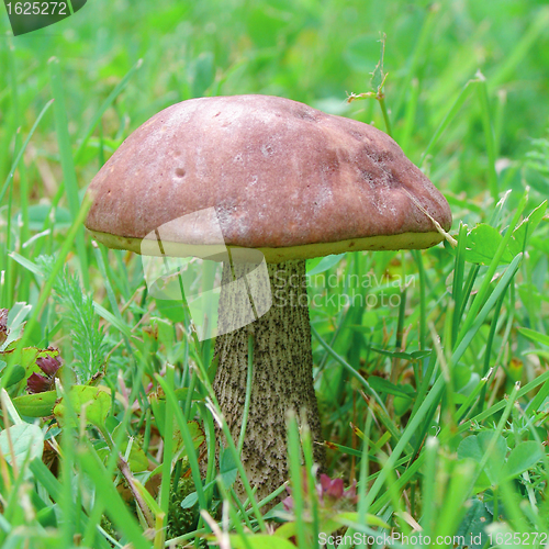 Image of Edible mushroom