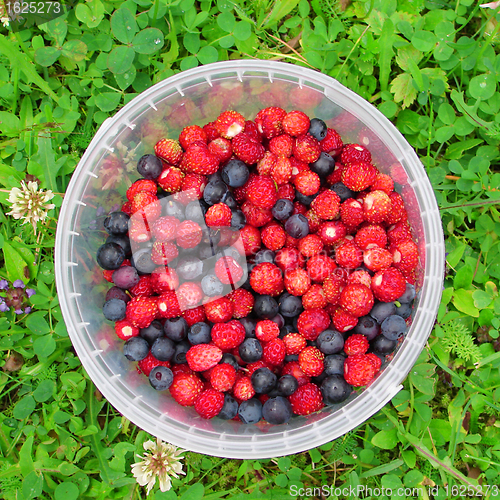 Image of Forest berries