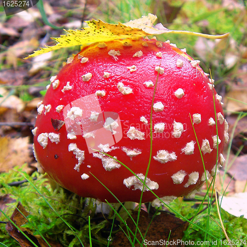 Image of Mushroom fly agaric