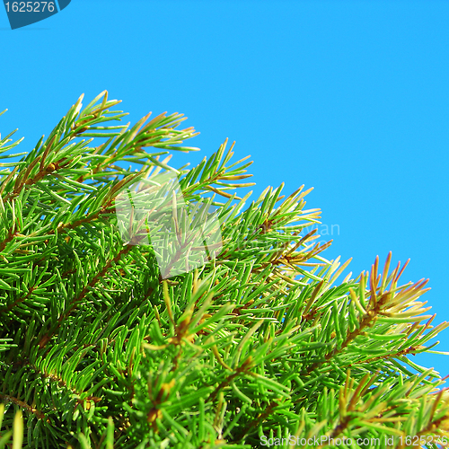 Image of Fur-tree green branches on blue sky background