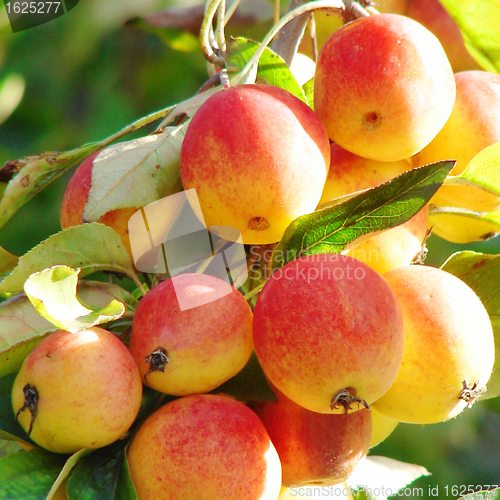 Image of Wild apples