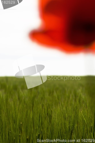 Image of Poppy over green corn field