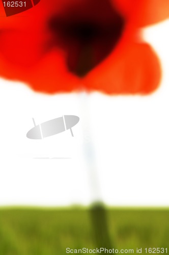 Image of Poppy over green corn field