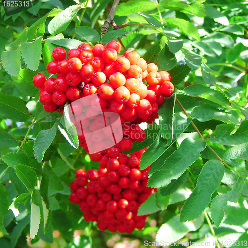 Image of Rowan cluster