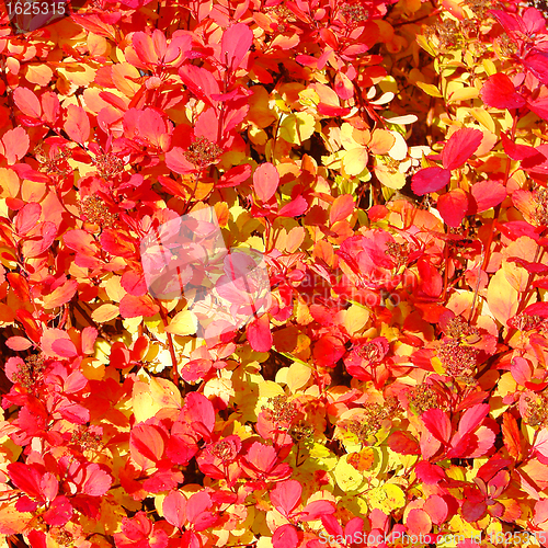 Image of Red and yellow leaves natural background