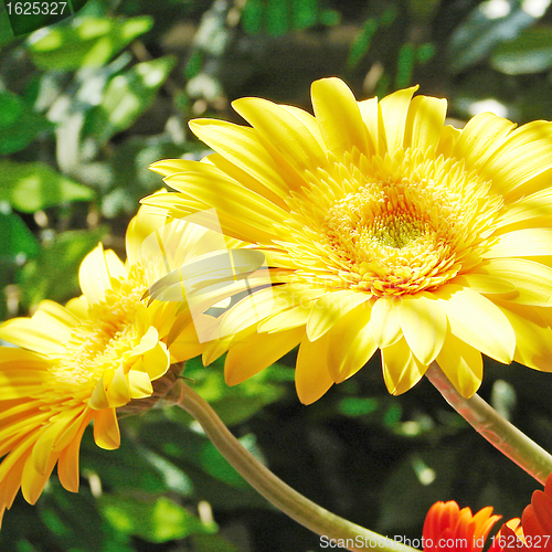 Image of Yellow gerber flowers and Shade strips