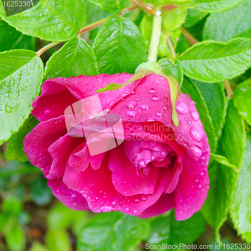 Image of Dogrose flower with dew drops