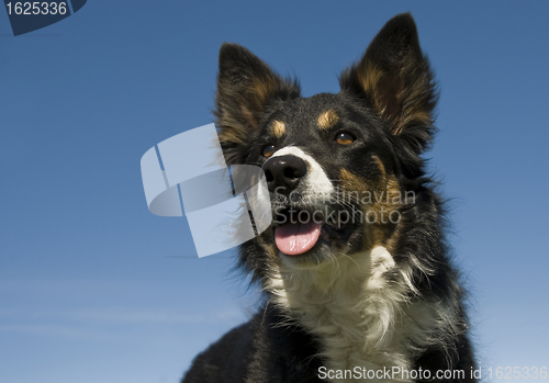 Image of border collie