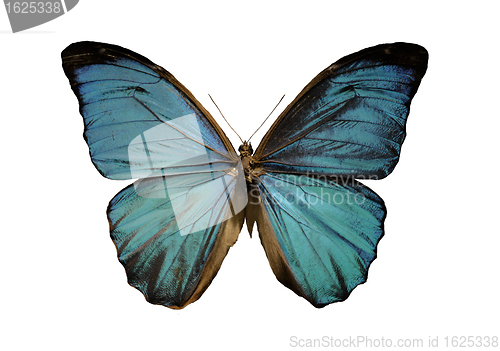 Image of blue morpho butterfly