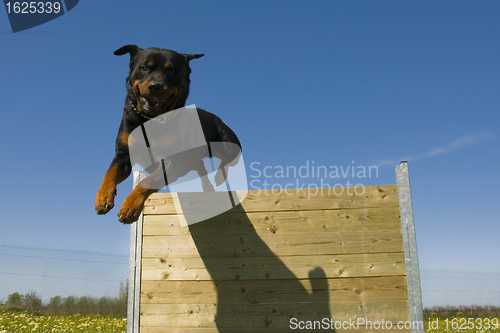 Image of jumping rottweiler