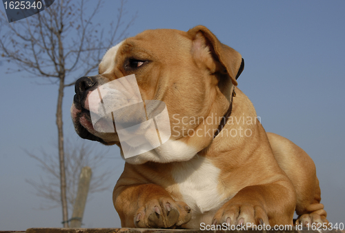 Image of old english bulldog