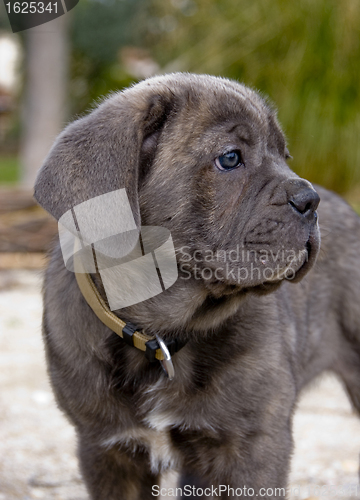 Image of puppy italian mastiff