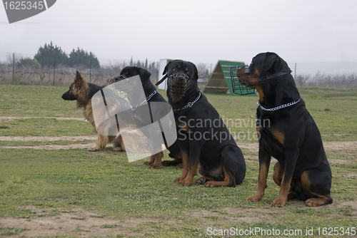 Image of four watching dogs