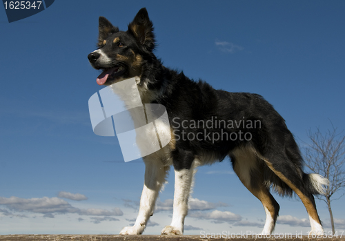 Image of border collie