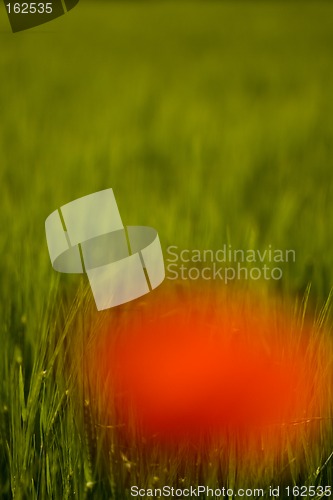 Image of Red, blurred poppy on green corn field