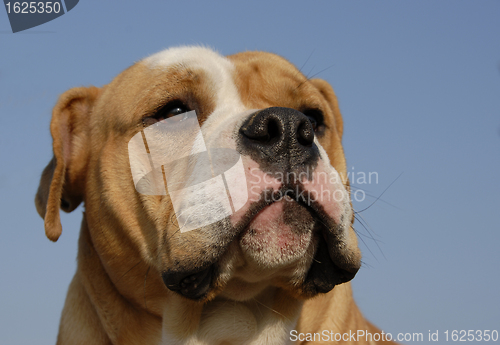 Image of english bulldog