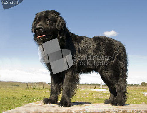 Image of newfoundland dog