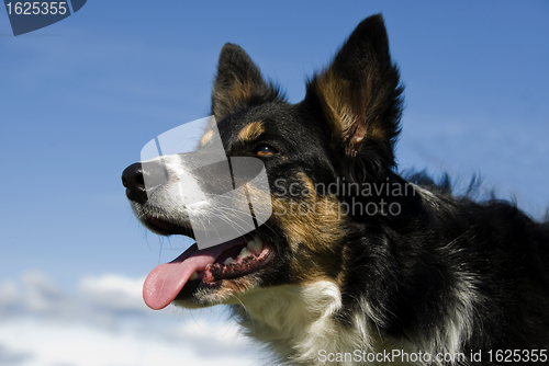 Image of border collie