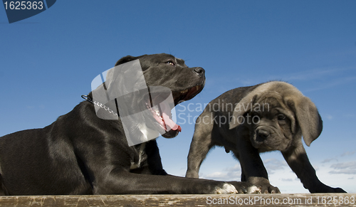 Image of italian mastiff mother and puppy