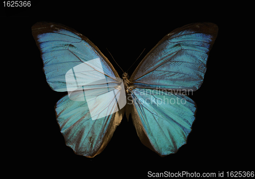 Image of blue morpho butterfly