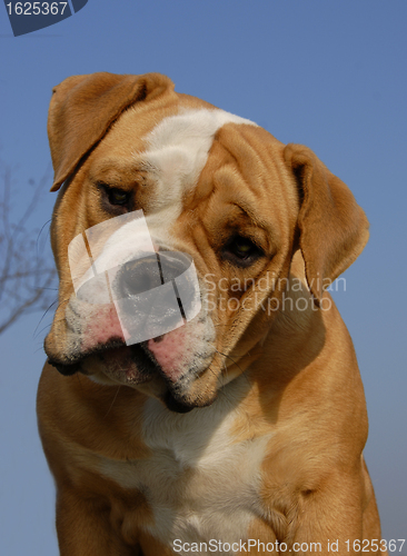 Image of olde english bulldog