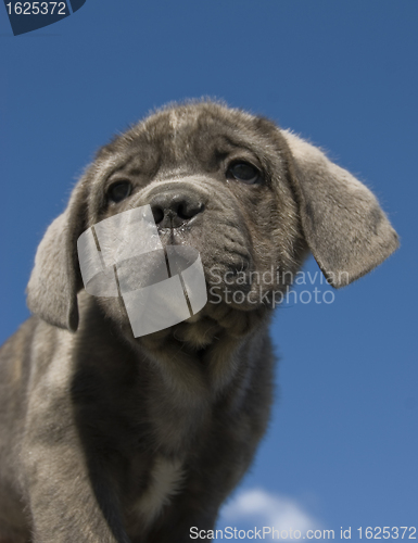 Image of puppy italian mastiff