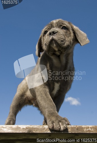 Image of puppy  purebred italian mastiff