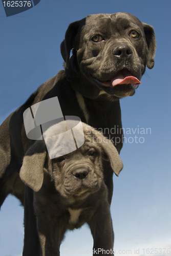 Image of italian mastiff mother and puppy