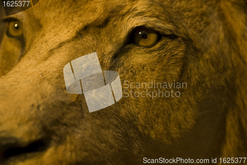 Image of eyes of the lion